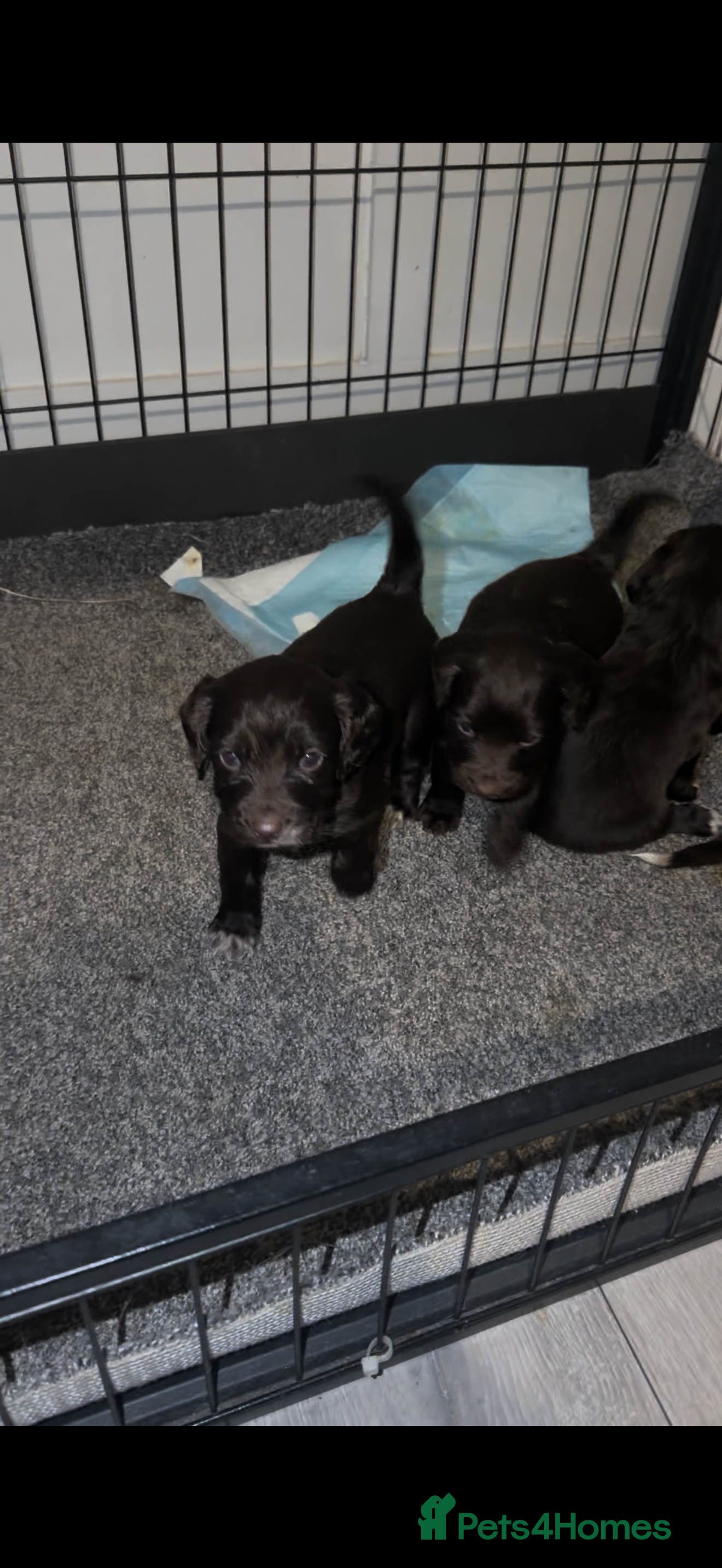 Cocker Spaniel dogs Beautiful litter of working cockerspaniel babies🐾 - Advert 2