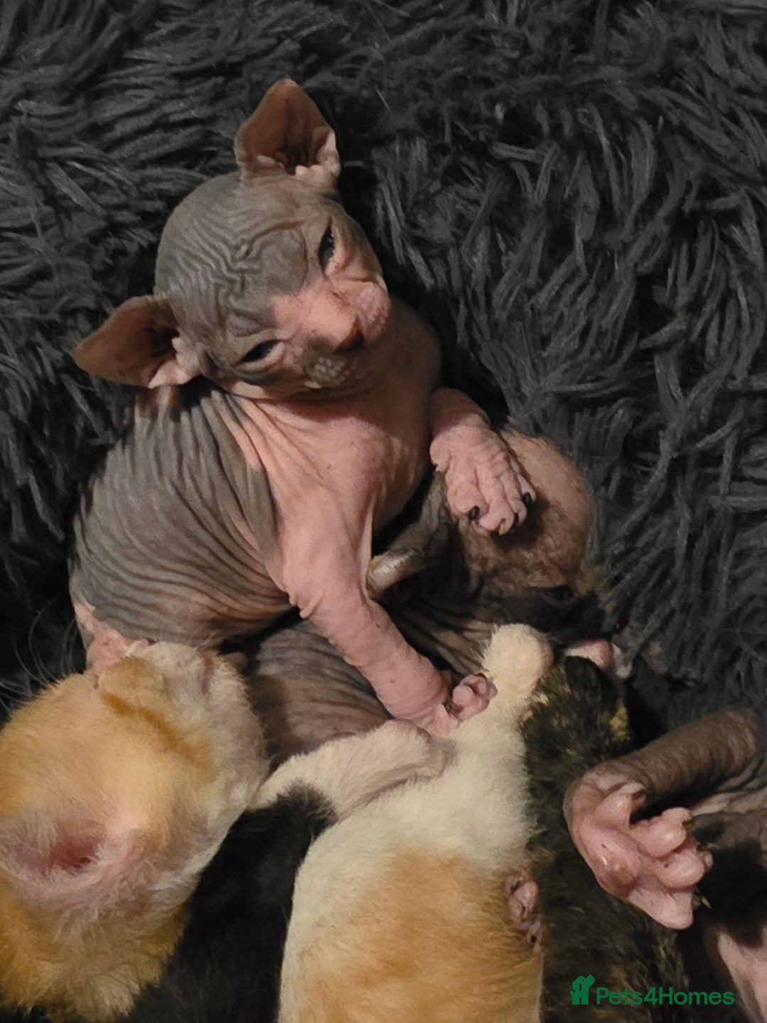 Mixed Breed cats for sale: Adorable Male Kitten – Sphynx x Devon Rex Cross - Advert 15