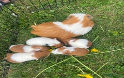 Guinea Pig rodents for sale: Baby guinea pigs  - Image 1