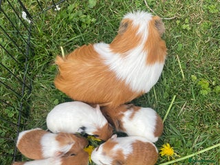 Guinea Pig rodents - Advert 16