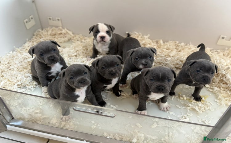 Staffordshire Bull Terrier dogs - Advert 1
