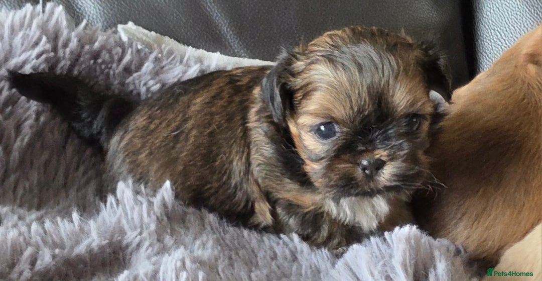 Shih Tzu dogs for sale: Stunning Rare Brindle Imperial Shih Tzu puppies - Image 33