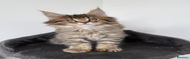 Brown Tabby Boy