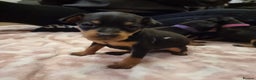 Miniature Pinscher dogs for sale: Miniature pinscher pups - Advert 3