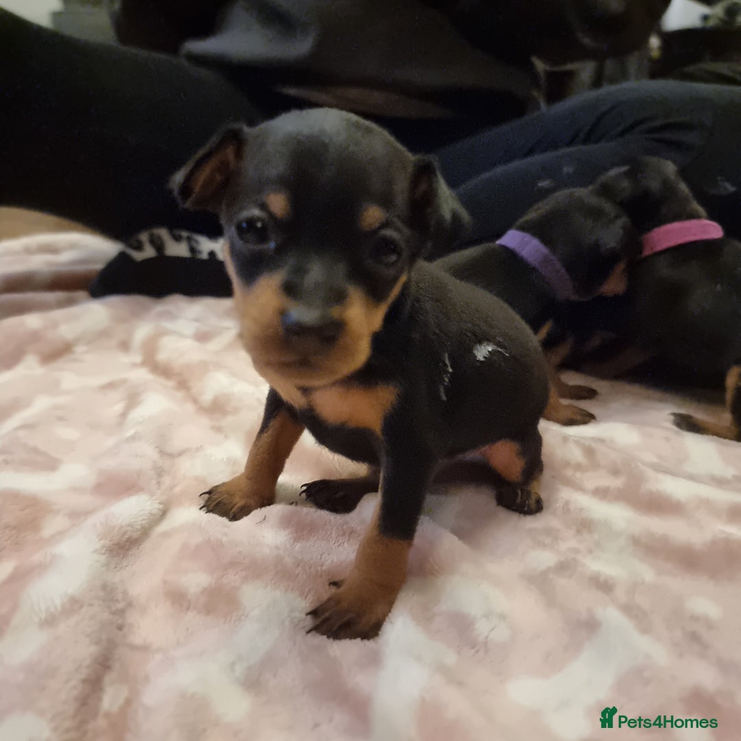 Miniature Pinscher dogs for sale: Miniature pinscher pups - Advert 3