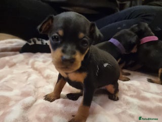 Miniature Pinscher dogs Miniature pinscher pups - Advert 4