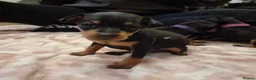 Miniature Pinscher dogs for sale: Miniature pinscher pups - Advert 10