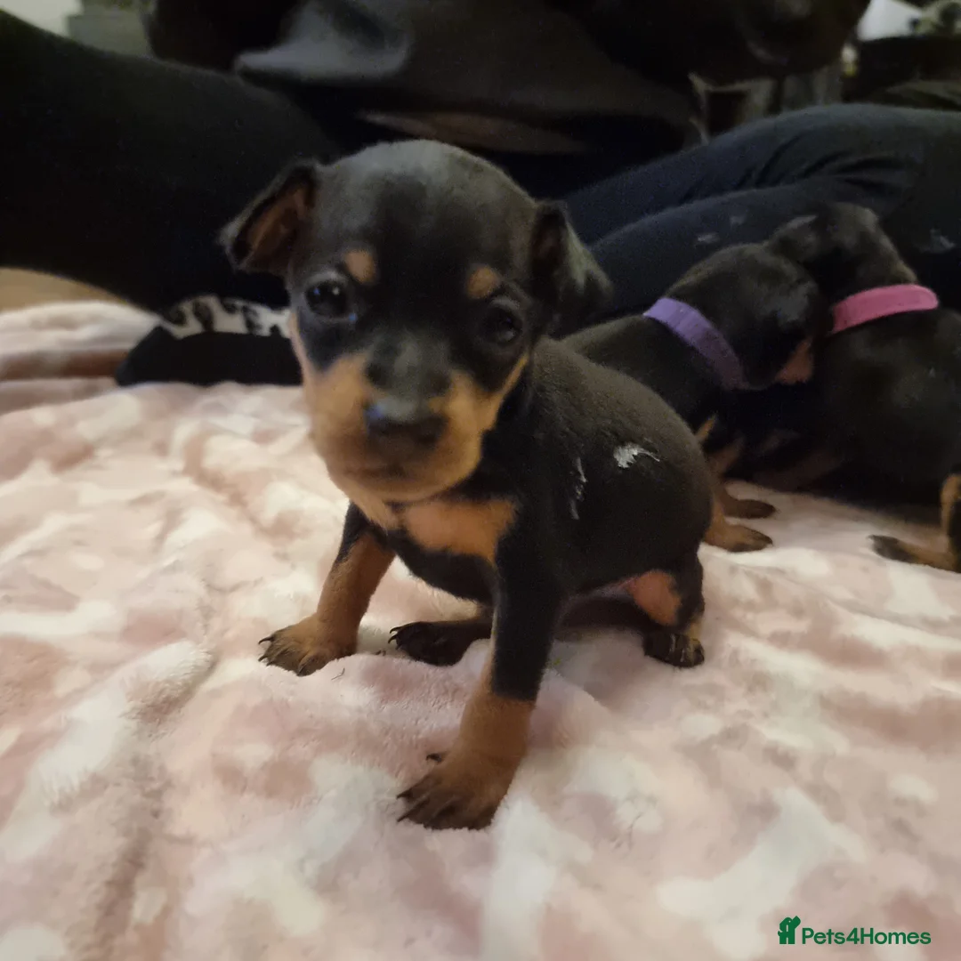 Miniature Pinscher dogs for sale: Miniature pinscher pups - Advert 10