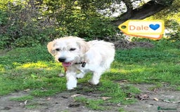 Mixed Breed dogs for adoption: 💙🐶 DALE 🐶💙 - Image 2