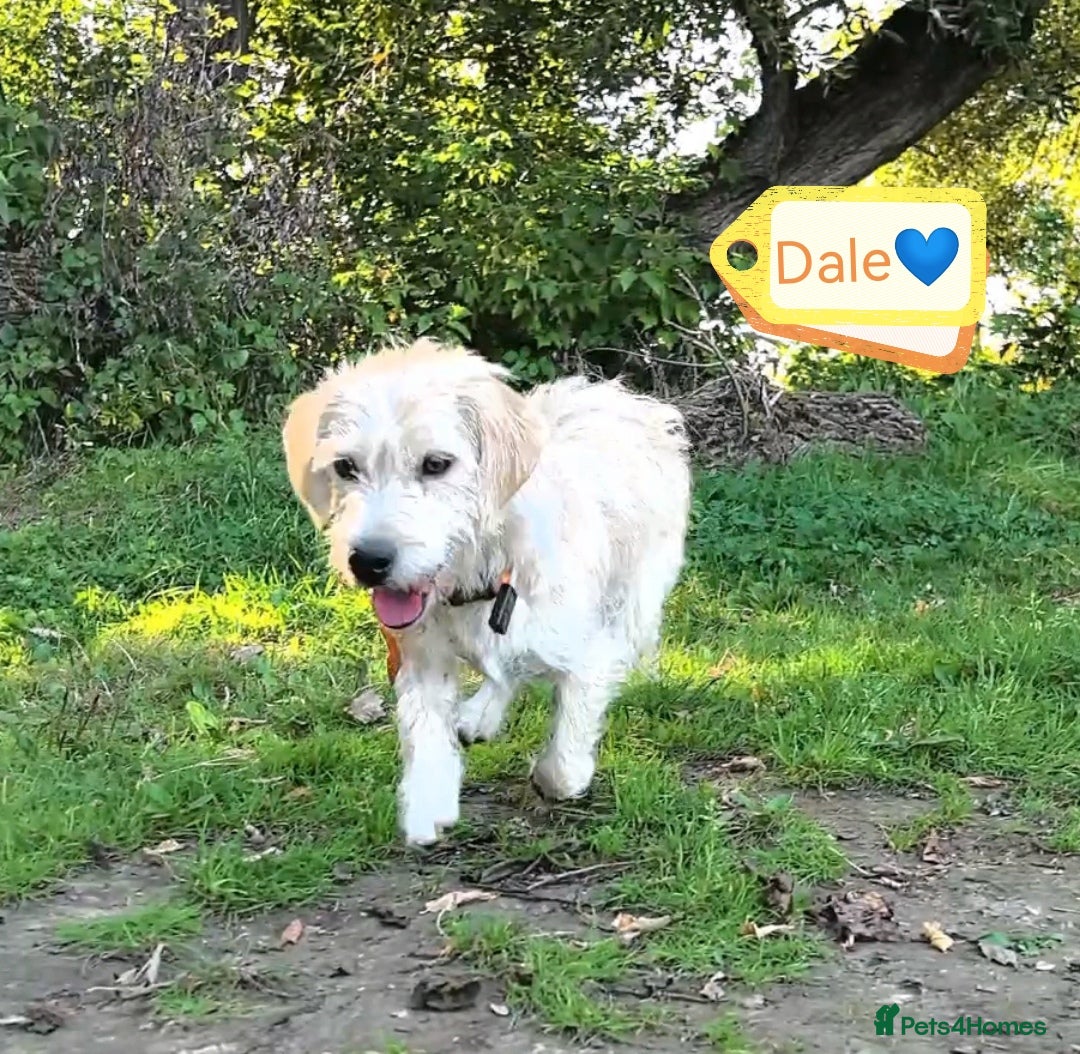 Mixed Breed dogs for adoption: 💙🐶 DALE 🐶💙 - Image 2