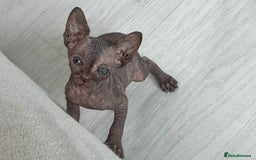 Sphynx cats for sale: 3 beautiful sphynx kittens  - Image 14