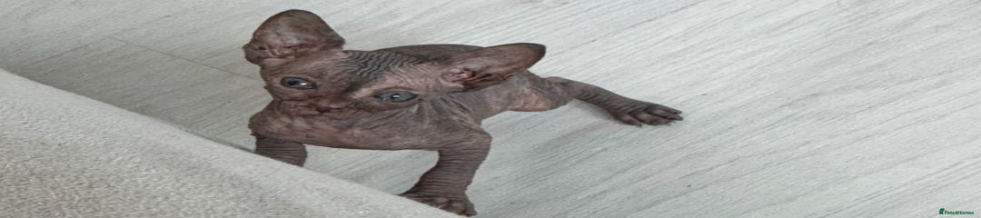 Sphynx Kitten 3