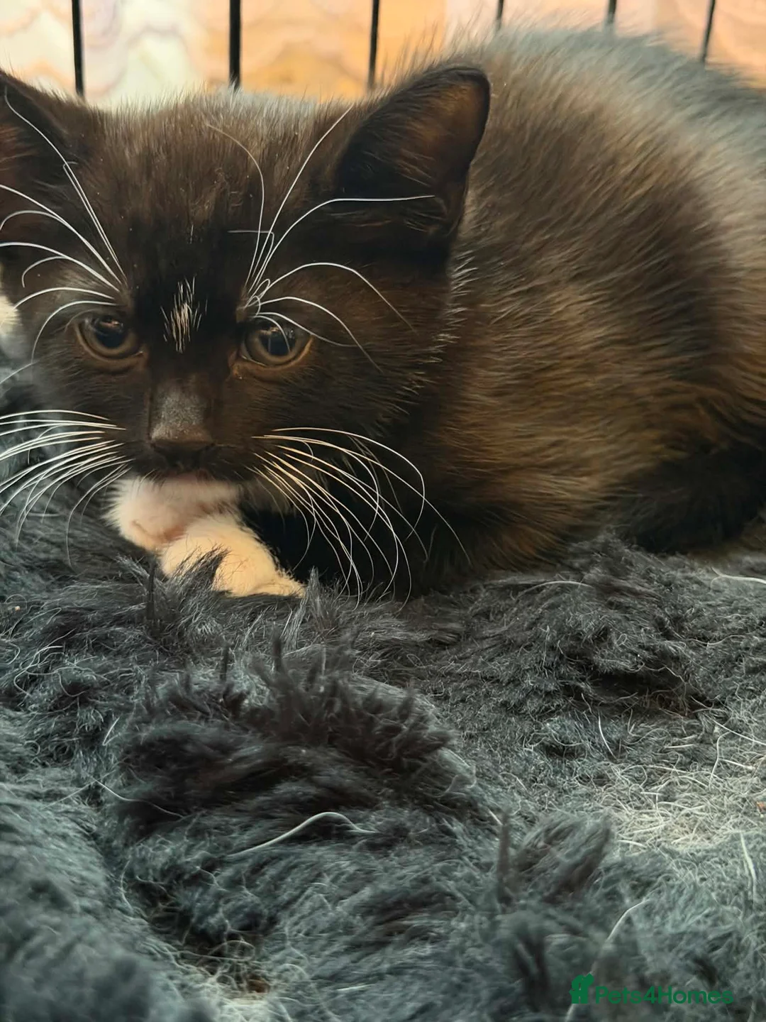 Mixed Breed cats for sale: Beautiful kittens for sale  - Advert 5