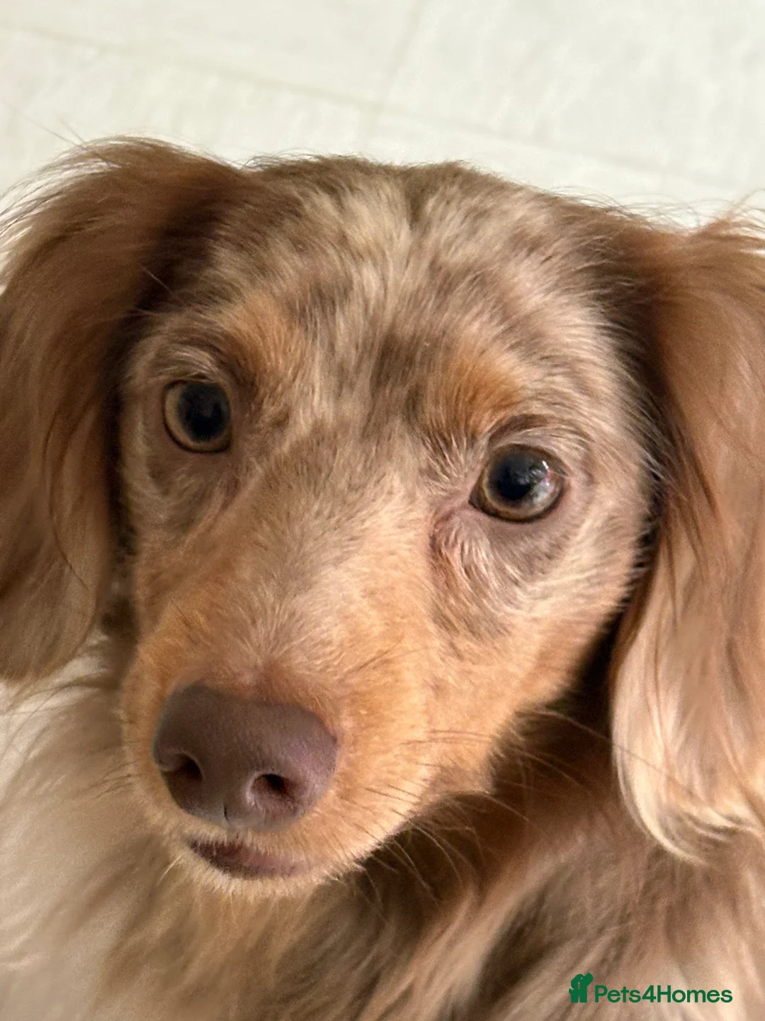 Dachshund dogs for sale: In need of a forever home in London - Advert 4