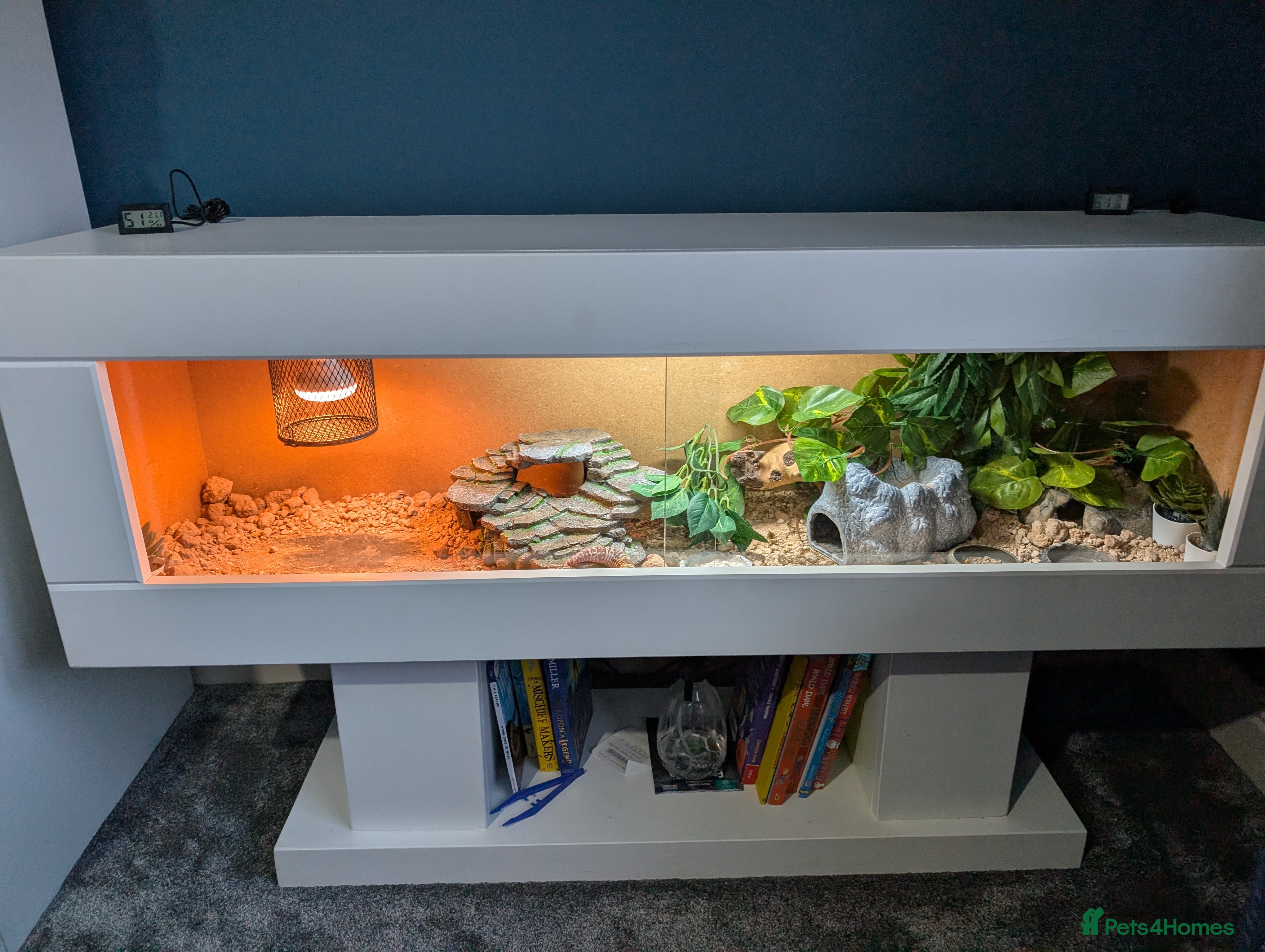 Leopard Gecko reptiles Leapord geko - Advert 1