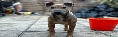 English Bull Terrier Puppy 2