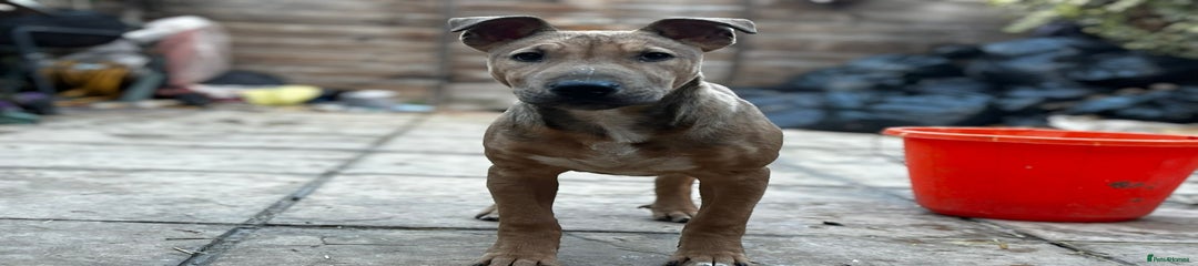 English Bull Terrier Puppy 2