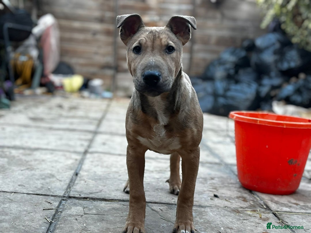 English Bull Terrier dogs for sale: English Bull Terrier Puppies  - Advert 5