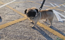 Pug dogs for sale: Lollita - Image 1