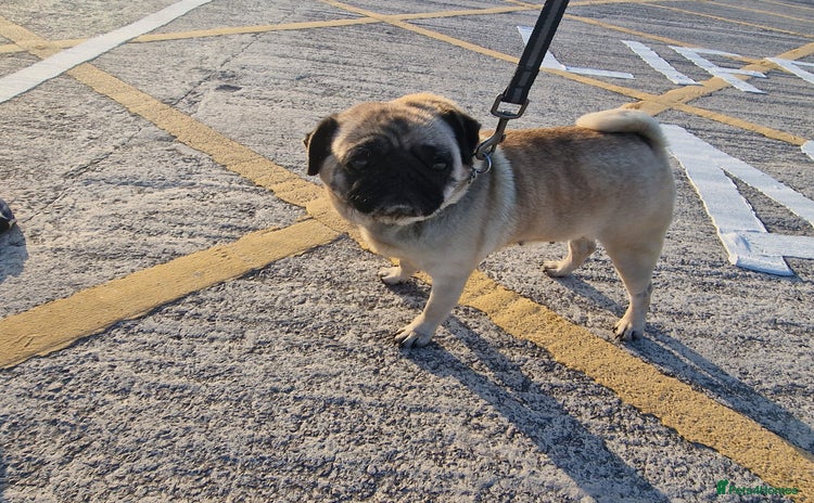 Pug dogs - Advert 1