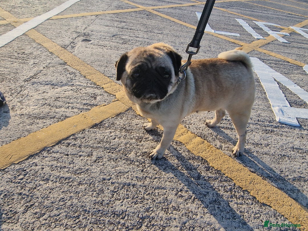 Pug dogs for sale: Lollita - Image 1