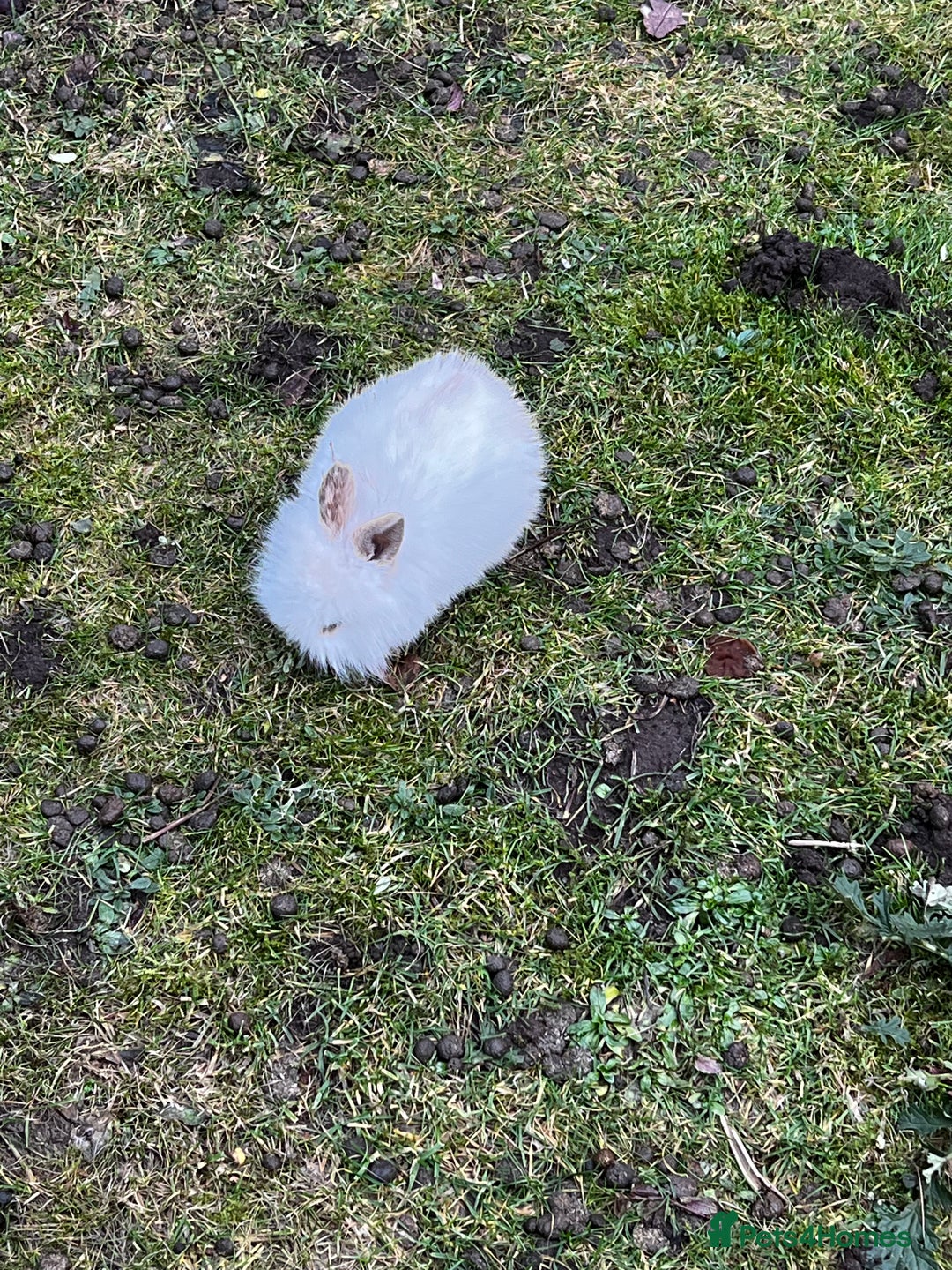 Mini Lion Lop rabbits for sale: Rabbit  - Advert 3
