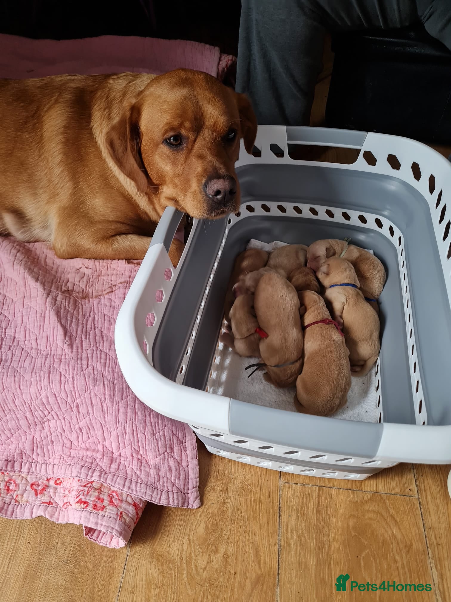 Mixed Breed dogs for sale: Labrador Mix Puppies - Advert 1