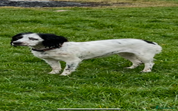 Cockapoo dogs for sale: Cockapoo Puppies - Image 5