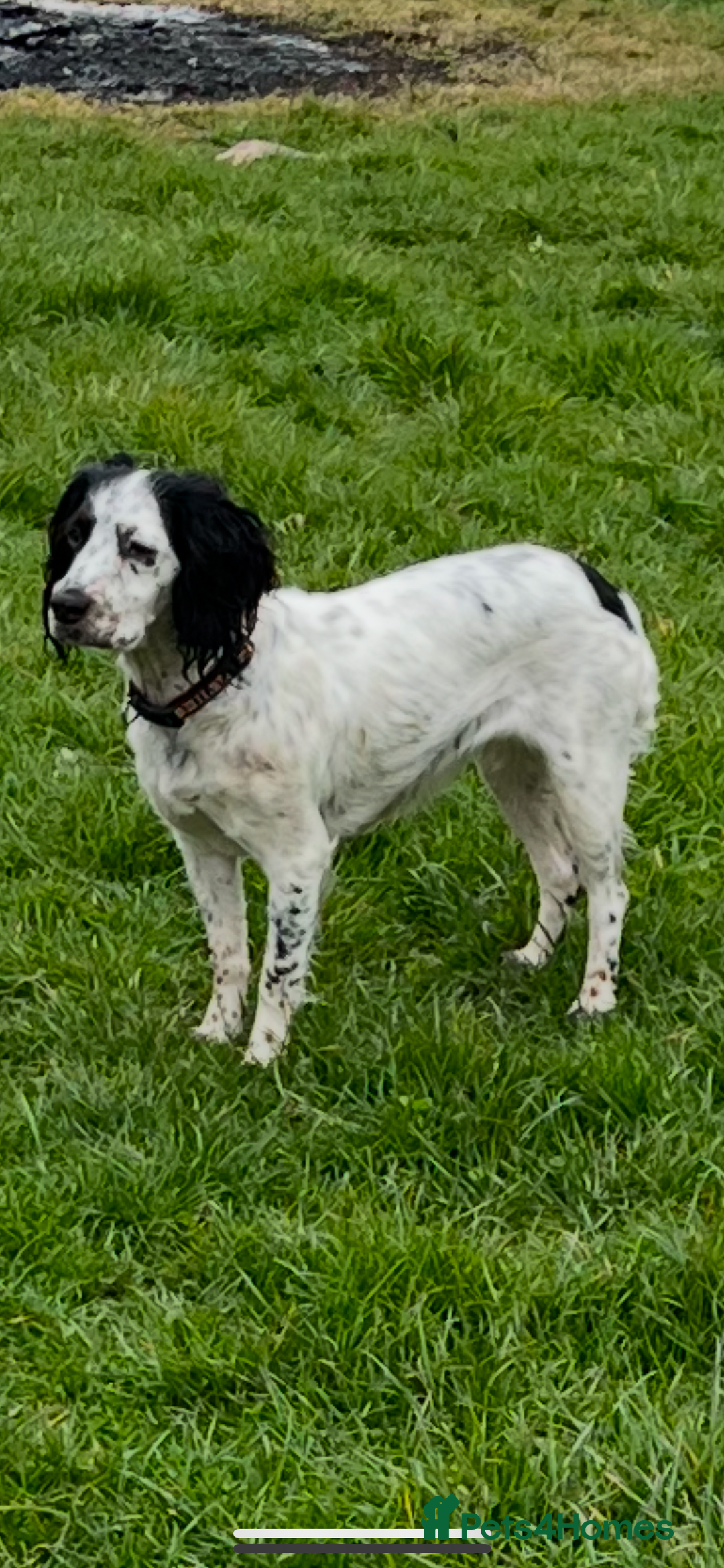 Cockapoo dogs for sale: Cockapoo Puppies - Image 5