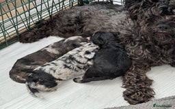 Mixed Breed dogs for sale: Very rare Schnoodle puppies  - Image 10