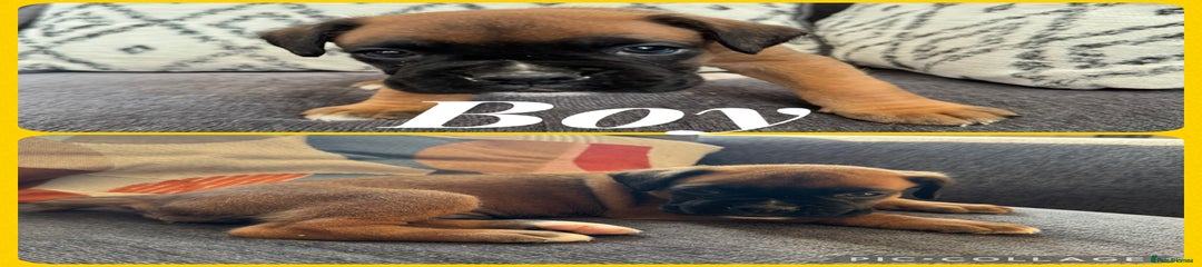 Boxer Puppy 1