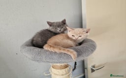 British Shorthair cats for sale: Pure British shirthair ready for new parents - Image 10