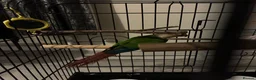 Conures birds for sale: Conure for sale  - Advert 4