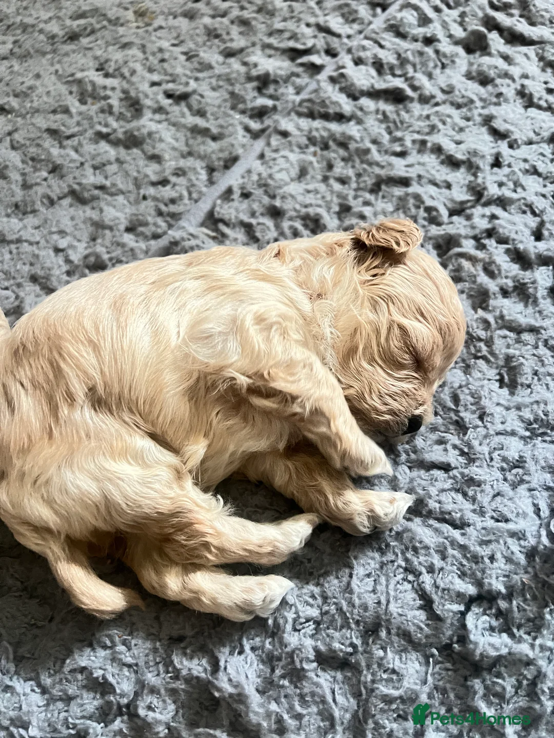 Maltipoo dogs for sale: family pet litter Mini Maltipoo puppies  - Advert 12