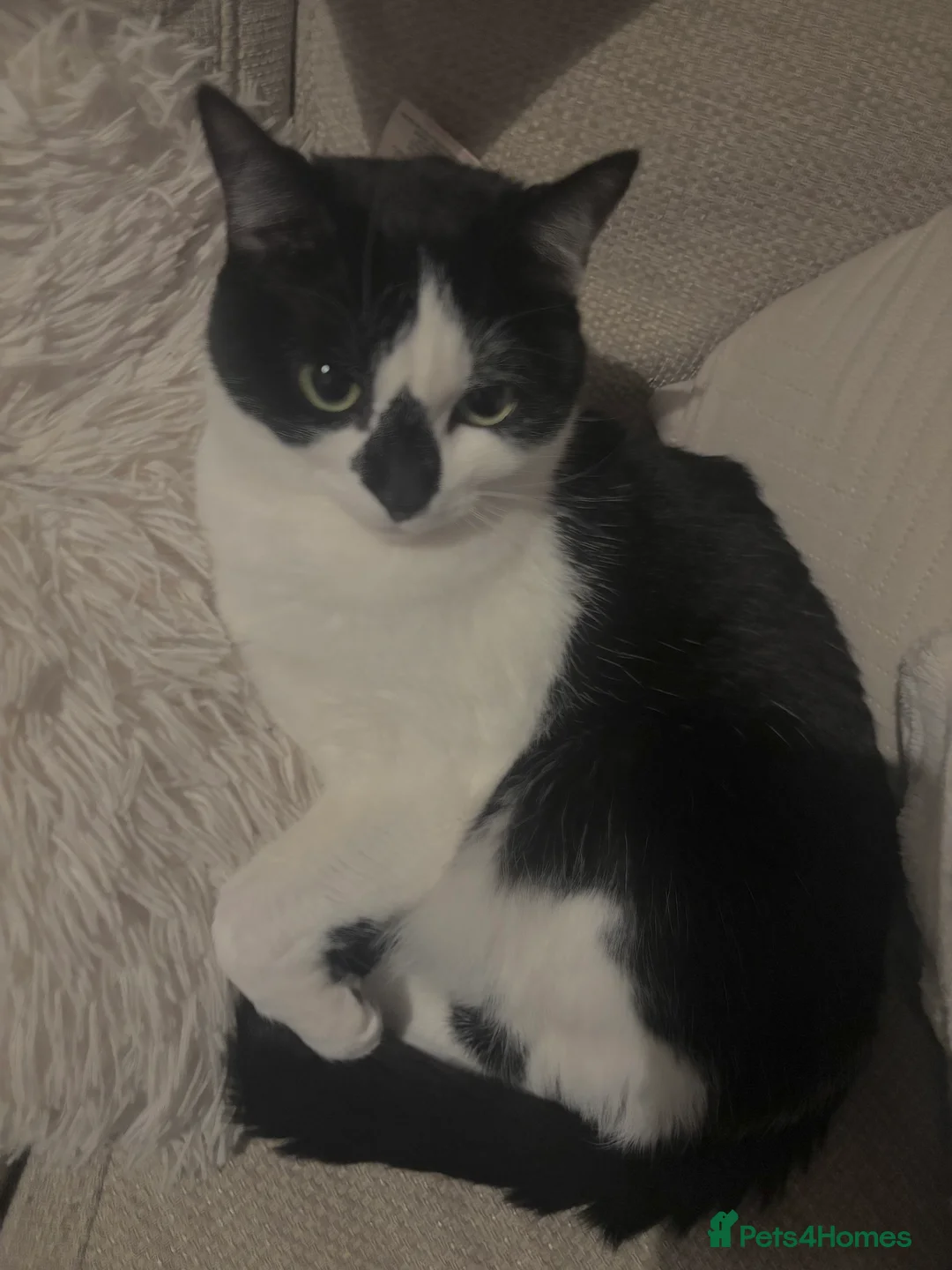 Mixed Breed cats for sale: Female cat 2 years old named Dottie  - Advert 1