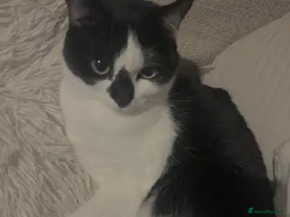 Mixed Breed cats Female cat 2 years old named Dottie - Advert 1