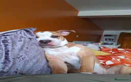 American Bulldog dogs for sale: American bulldog Arlo  - Image 7