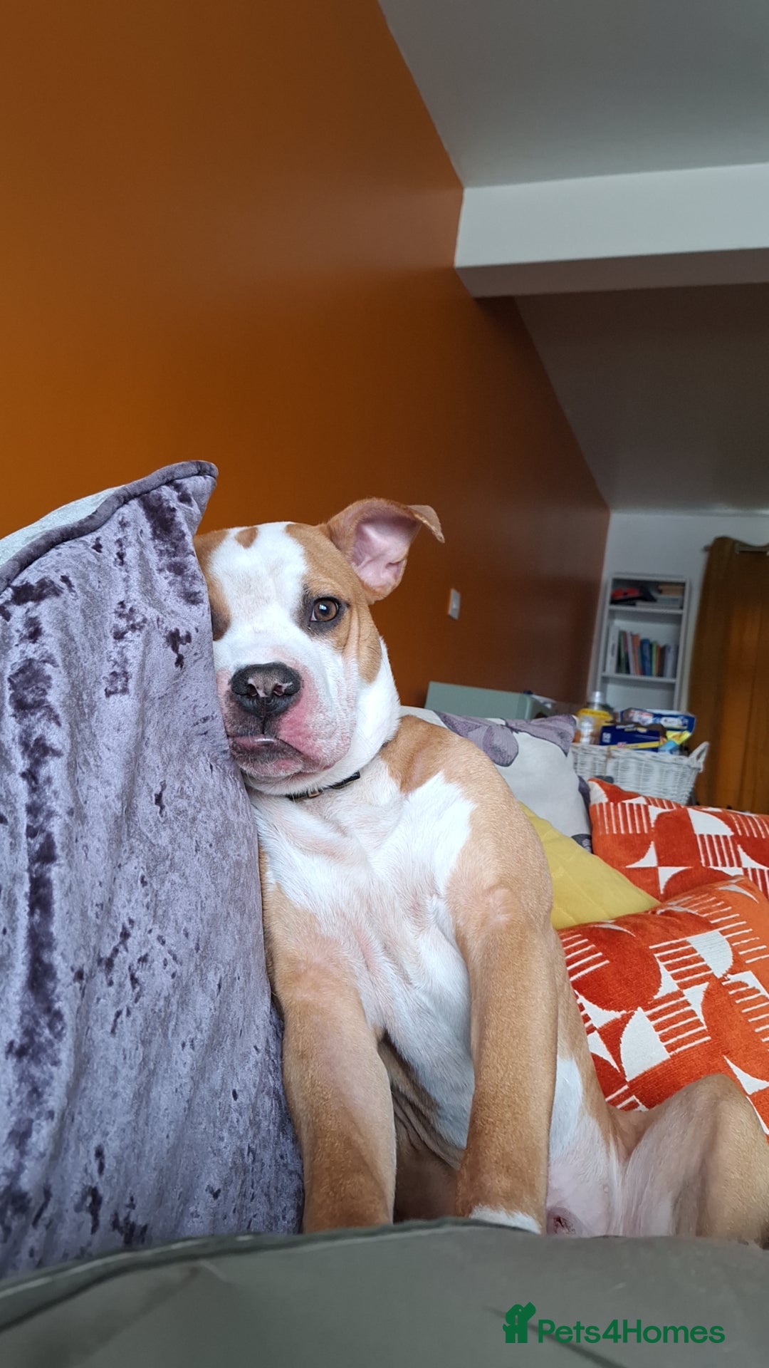 American Bulldog dogs for sale: American bulldog Arlo  - Image 7