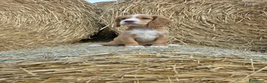 Cocker Spaniel 1