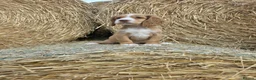 Cocker Spaniel dogs for sale: READY Now 1st vacc working cockers - Advert 14