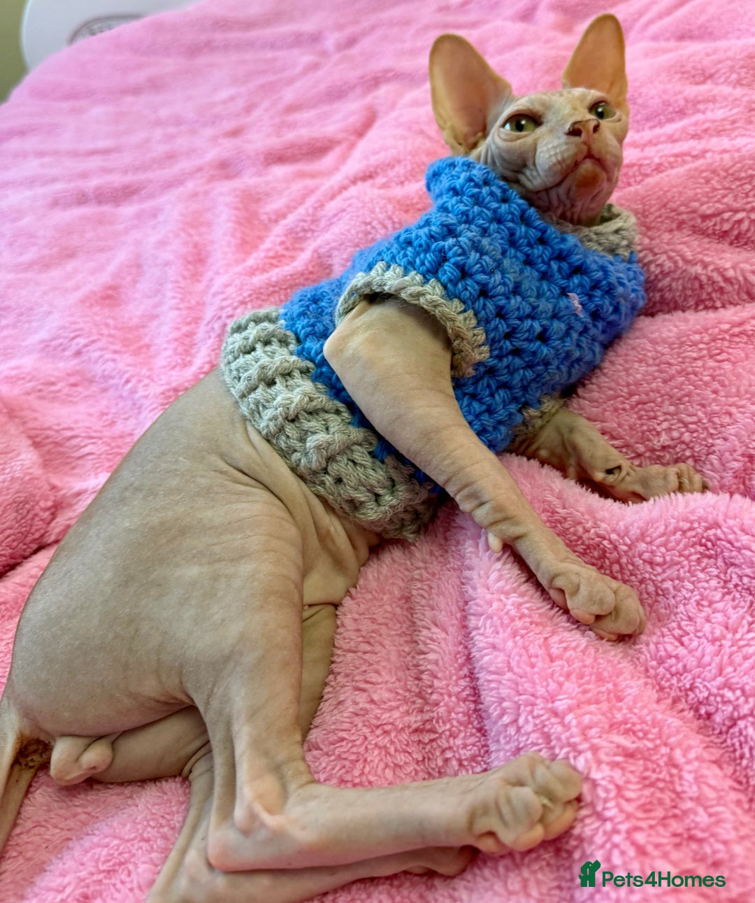 Sphynx cats for sale: 4 months baby Male sphynx - Advert 5