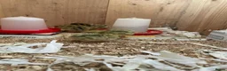 Quail poultry for sale: Coturnix Japanese Quails - Advert 6