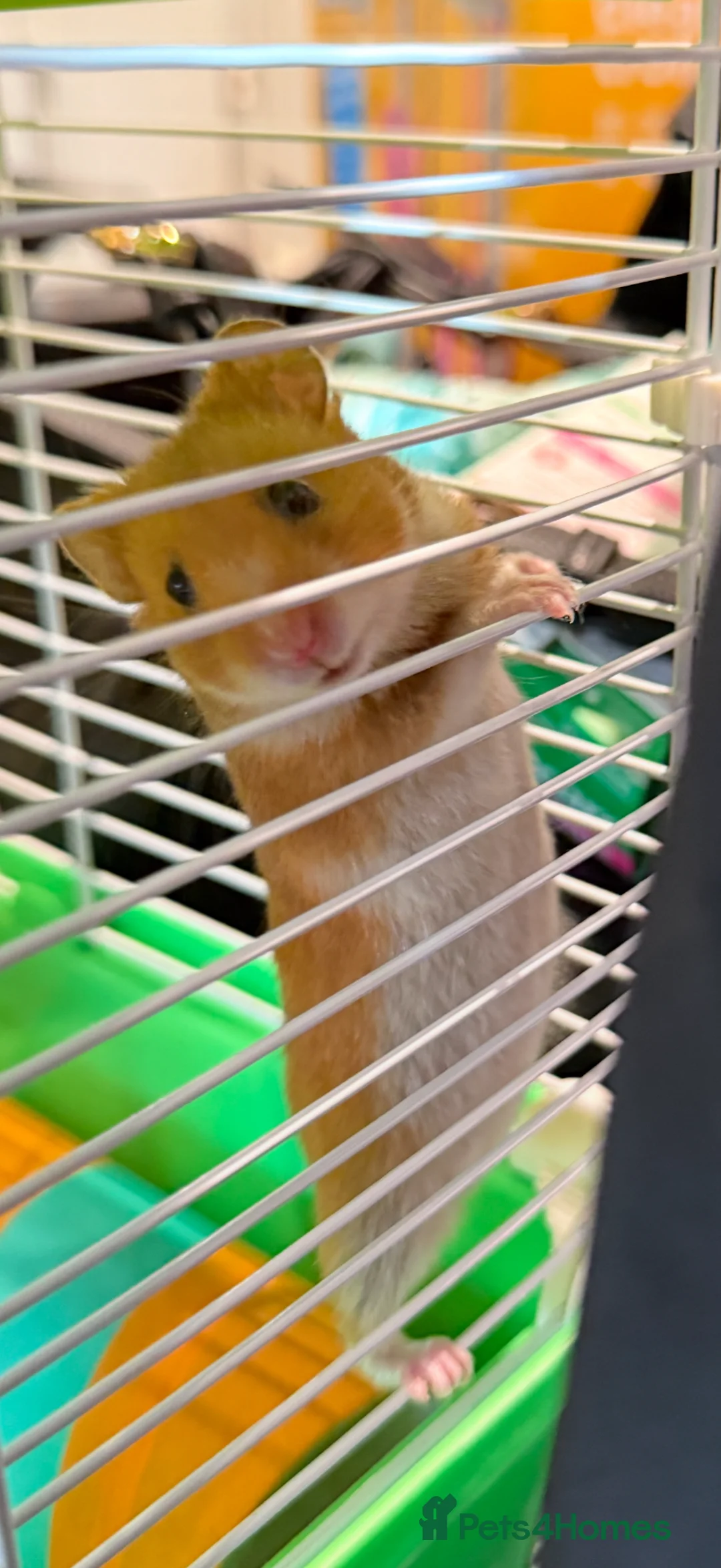 Hamster rodents for sale: Bluey the Hamster  in Wrexham - Advert 2