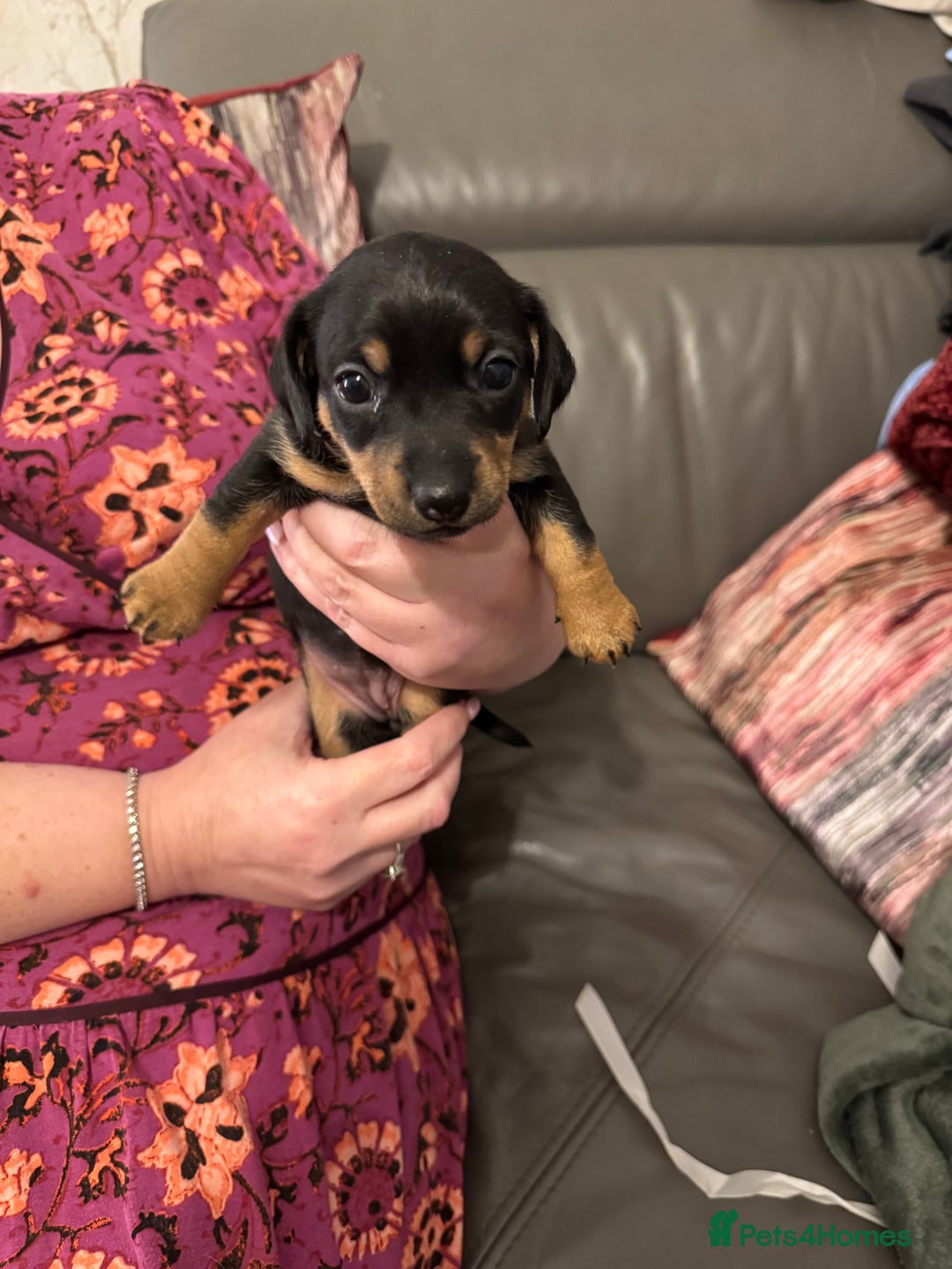 Jack Russell dogs for sale: Miniature Jack Russell pup - Image 8