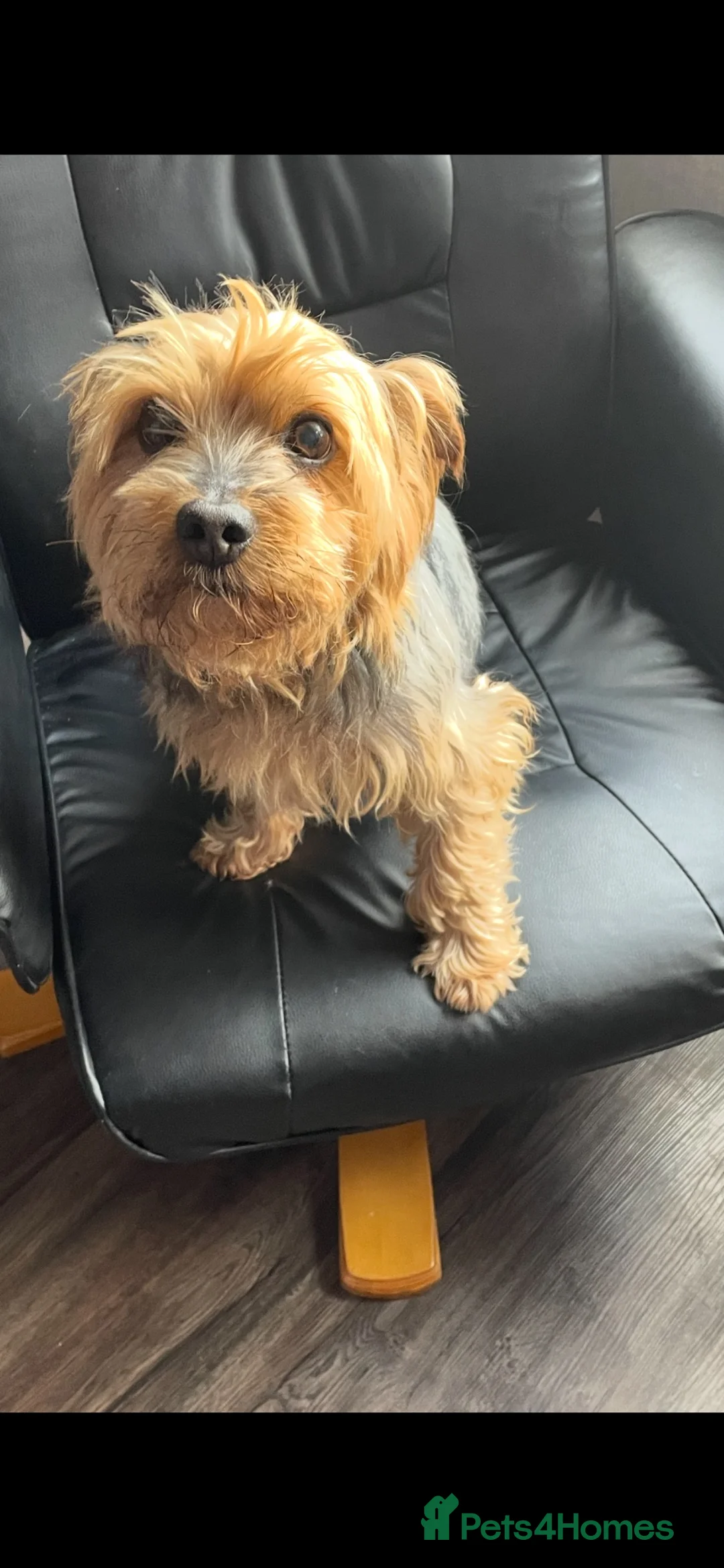 Yorkiepoo dogs for sale: Yorkiepoo ( toy poodle x Yorkshire terrier) - Advert 10