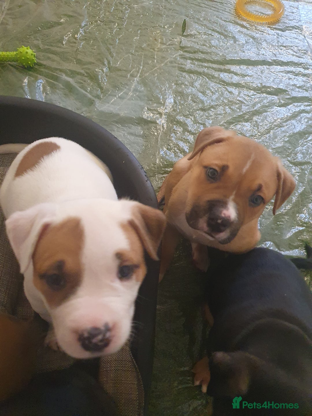Mixed Breed dogs for sale: American bulldog  - Advert 5