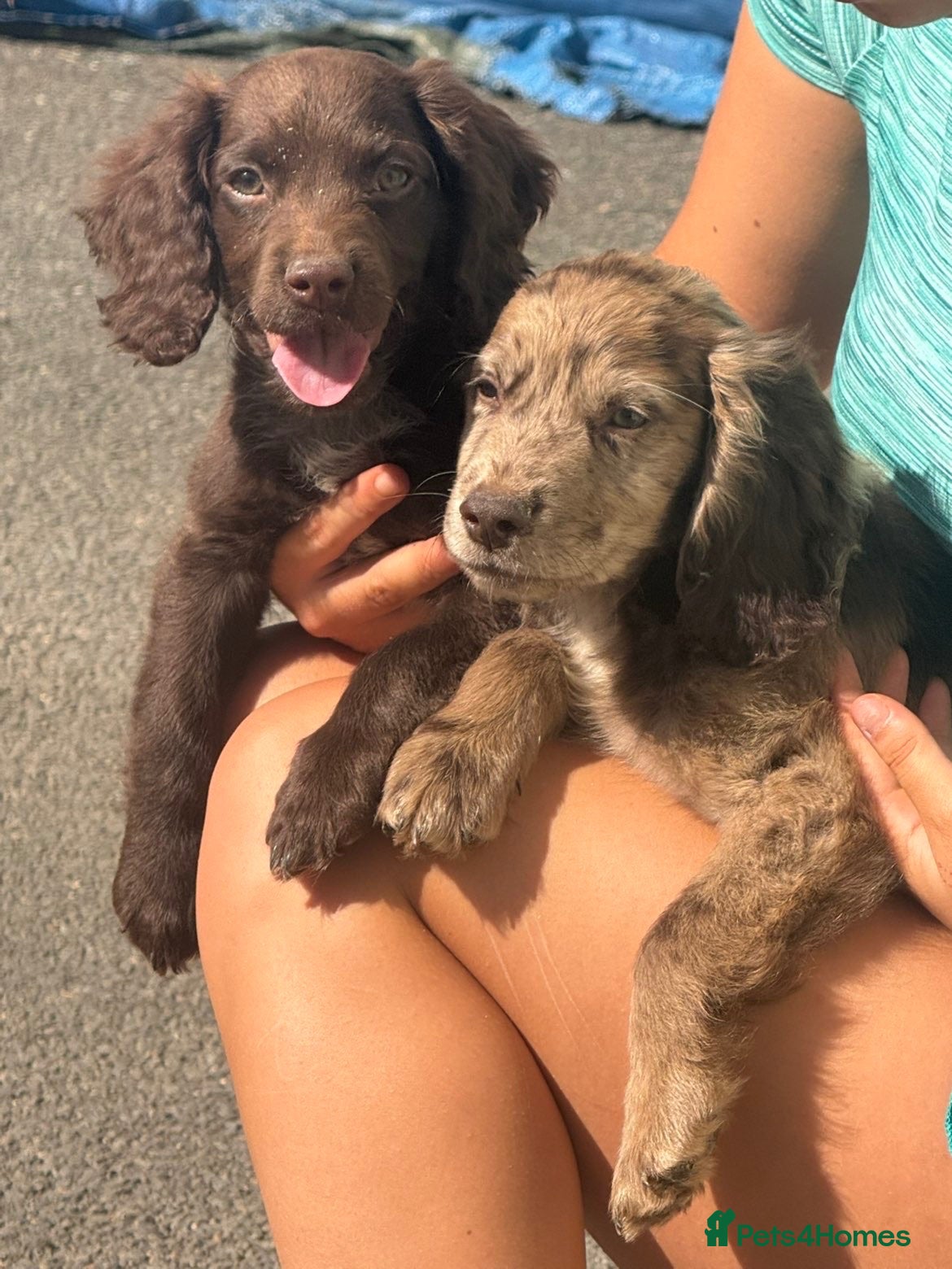 Sprocker dogs Ready now 2 boys left F1 Sprocker spaniels  - Advert 4