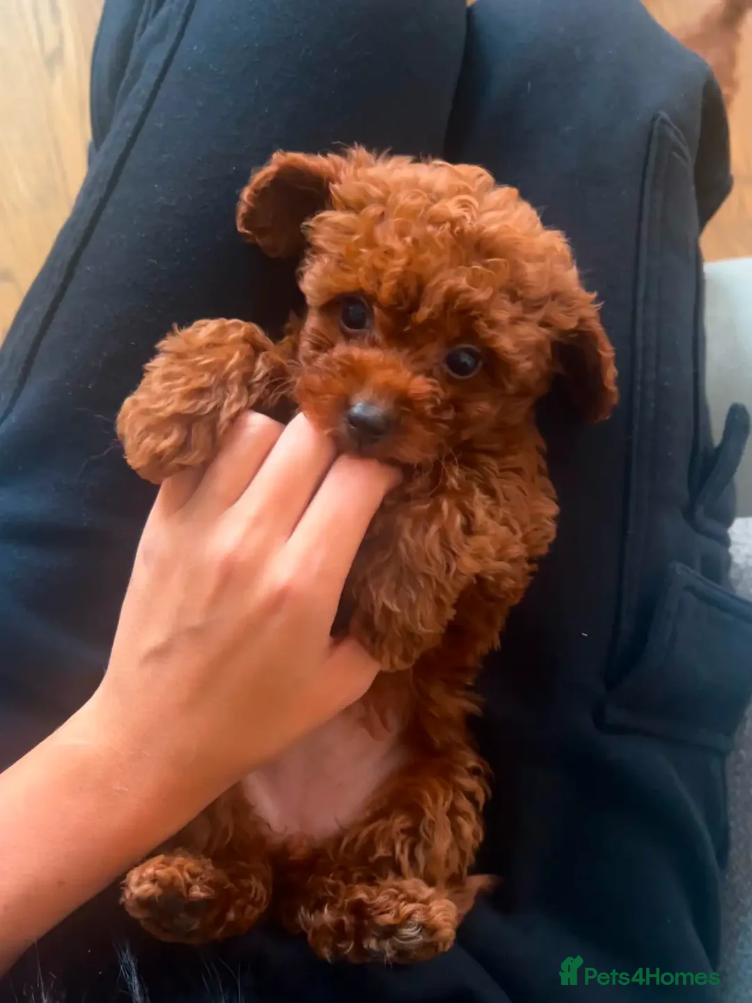 Toy Poodle dogs for sale: Beautiful mini Toy Poodle Puppies - Image 8
