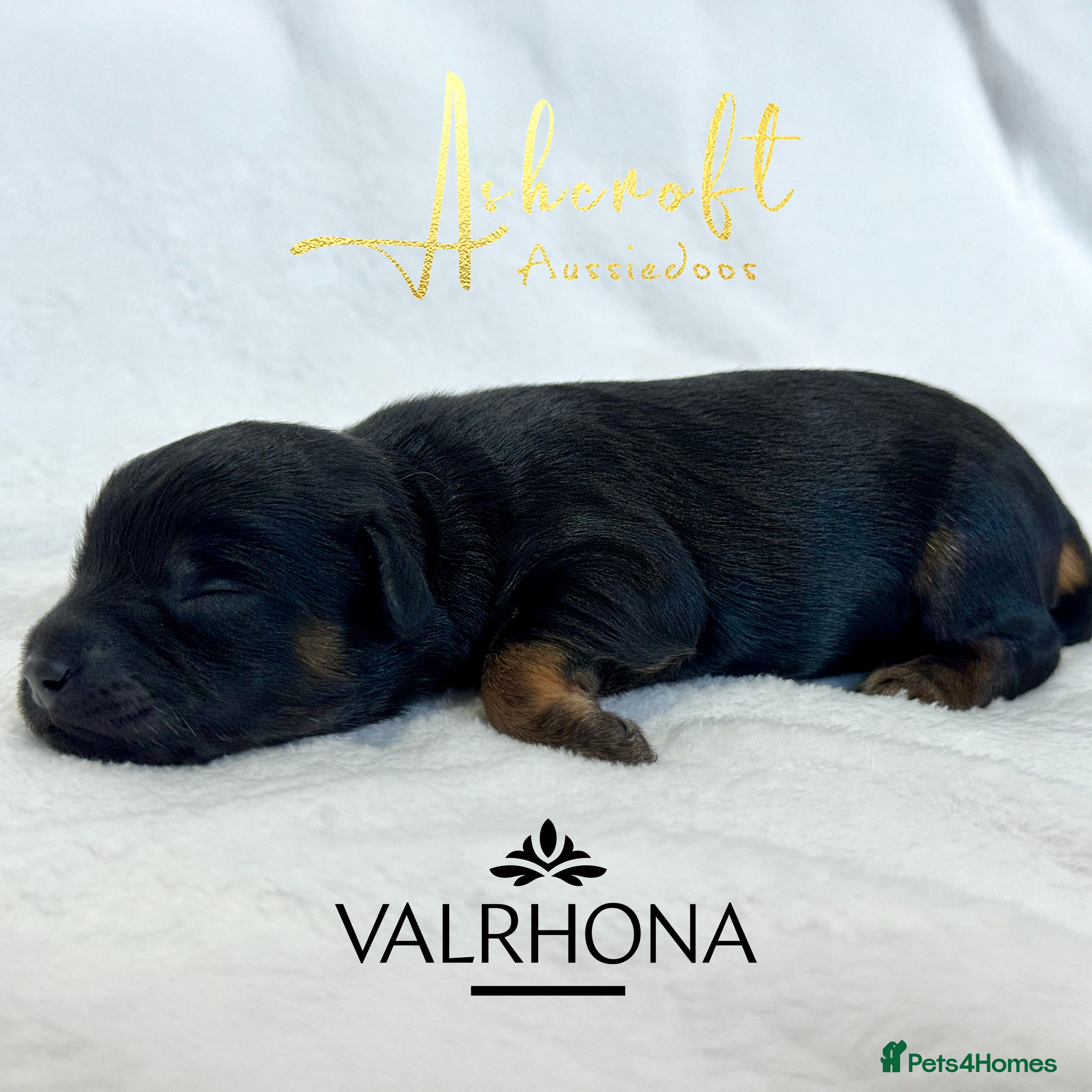 Aussiedoodle dogs F1b Miniature Aussiedoo puppies - Advert 2