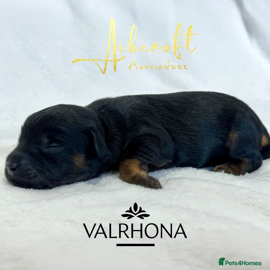 Aussiedoodle dogs for sale: F1b Miniature Aussiedoo puppies in Nottingham - Advert 2